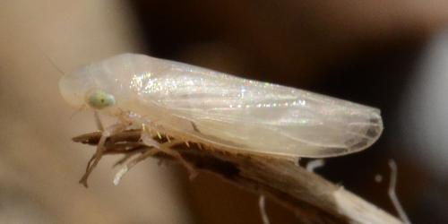 Mocuellus sp.